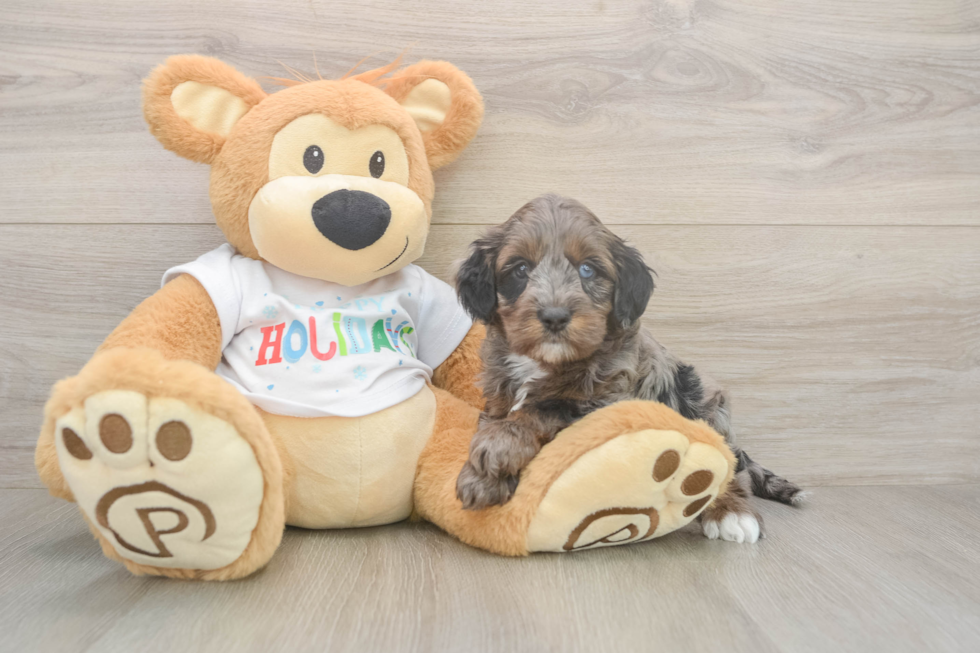 Best Mini Goldendoodle Baby