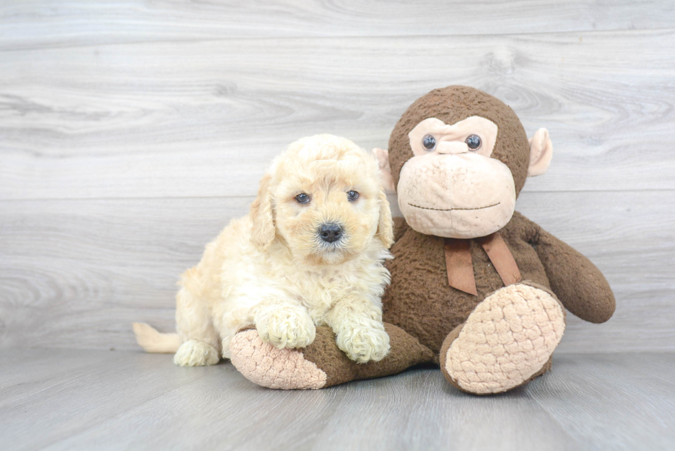 Little Golden Retriever Poodle Mix Puppy
