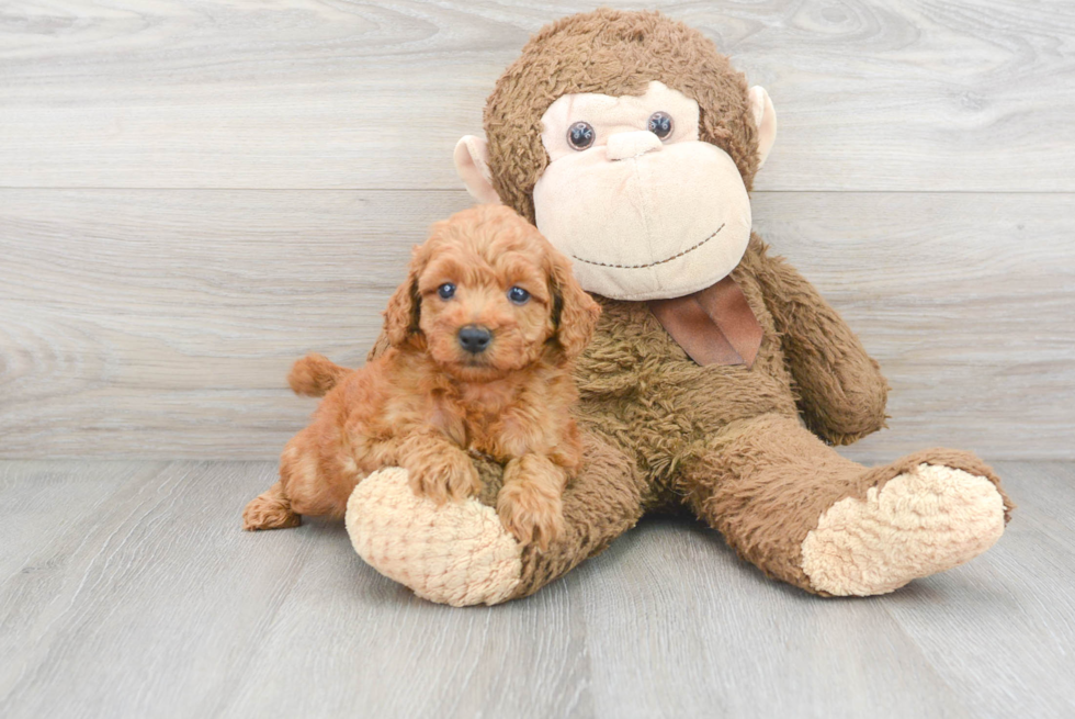 Mini Goldendoodle Puppy for Adoption