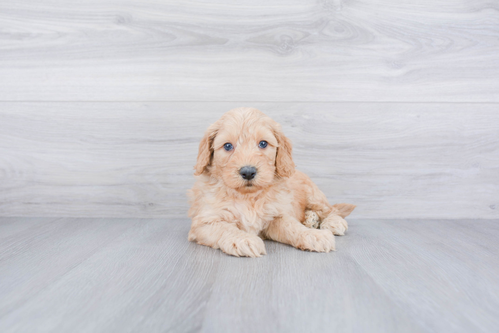 Adorable Golden Retriever Poodle Mix Puppy
