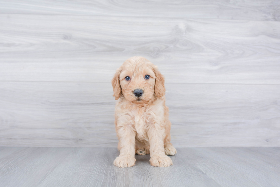 Mini Goldendoodle Puppy for Adoption