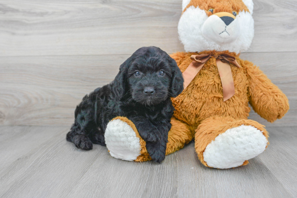Mini Goldendoodle Puppy for Adoption