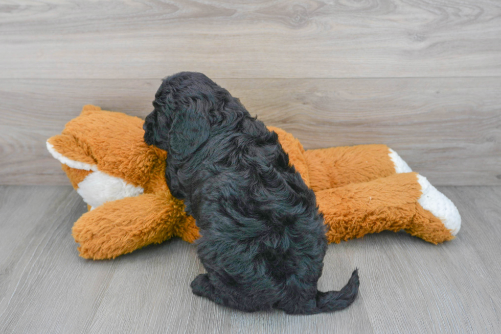 Small Mini Goldendoodle Baby