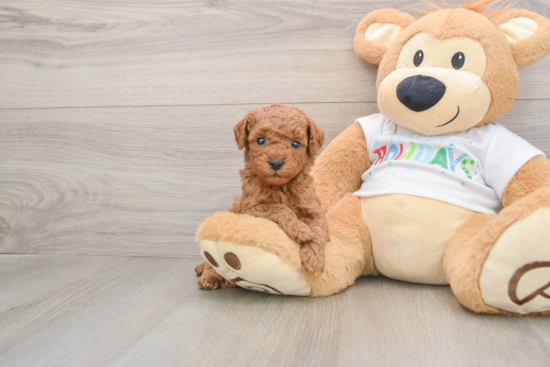 Cute Mini Goldendoodle Baby