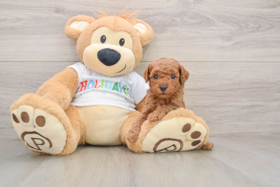 Playful Mini Groodle Poodle Mix Puppy