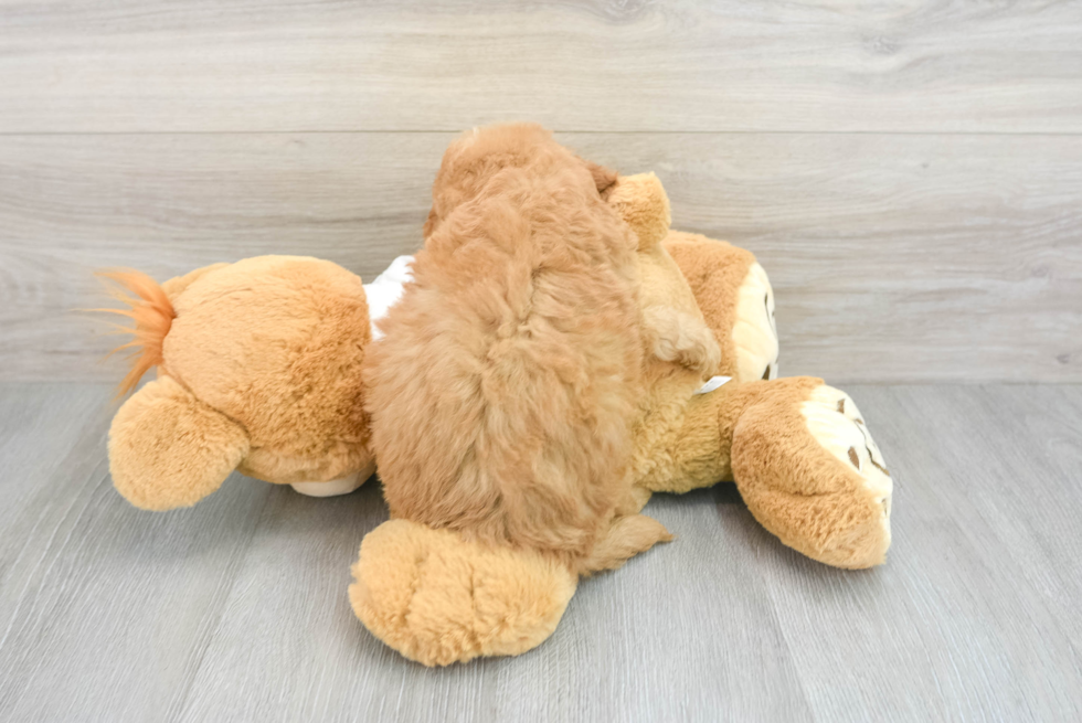 Mini Goldendoodle Pup Being Cute