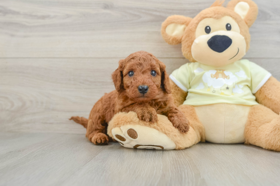 Friendly Mini Goldendoodle Baby