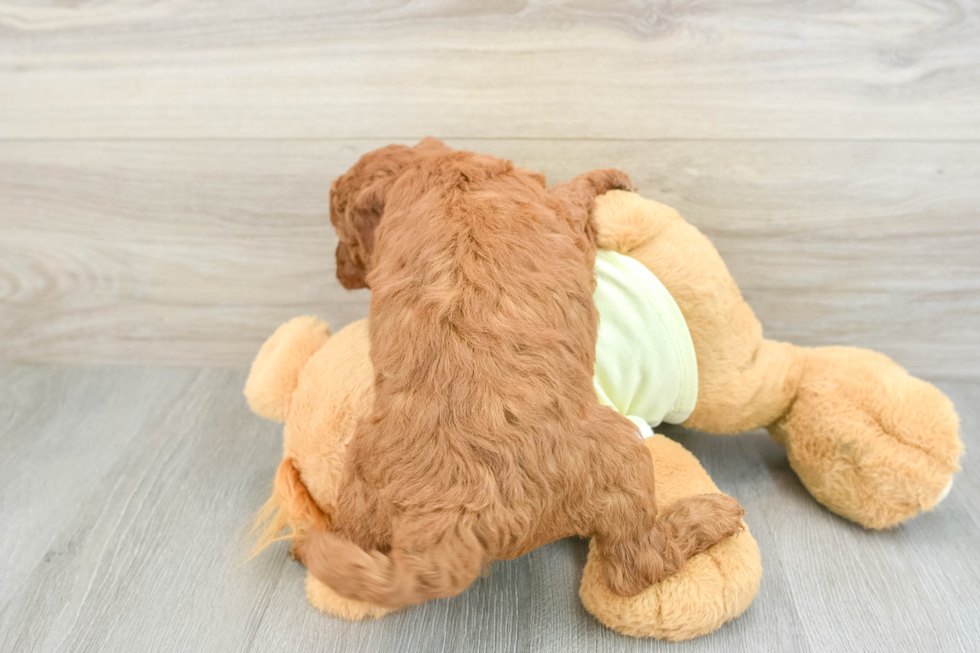 Best Mini Goldendoodle Baby