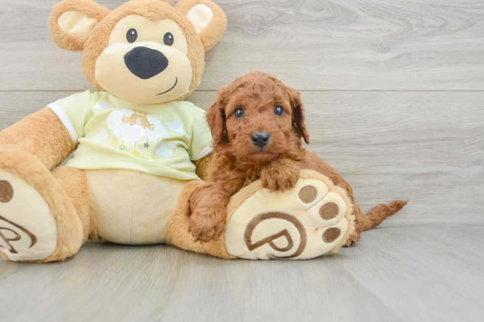 Small Mini Goldendoodle Baby