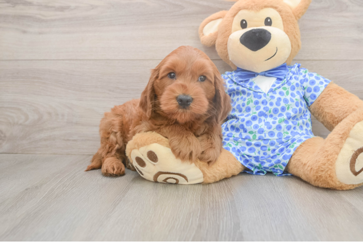 Sweet Mini Goldendoodle Baby