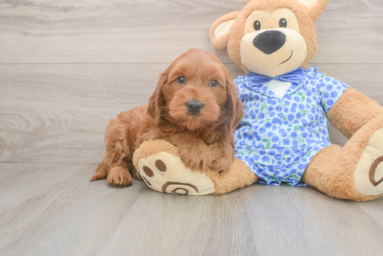 Sweet Mini Goldendoodle Baby