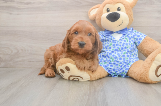 Sweet Mini Goldendoodle Baby