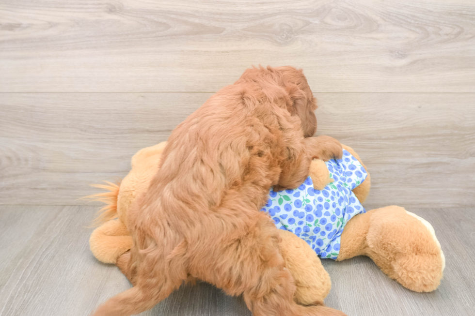 Smart Mini Goldendoodle Poodle Mix Pup