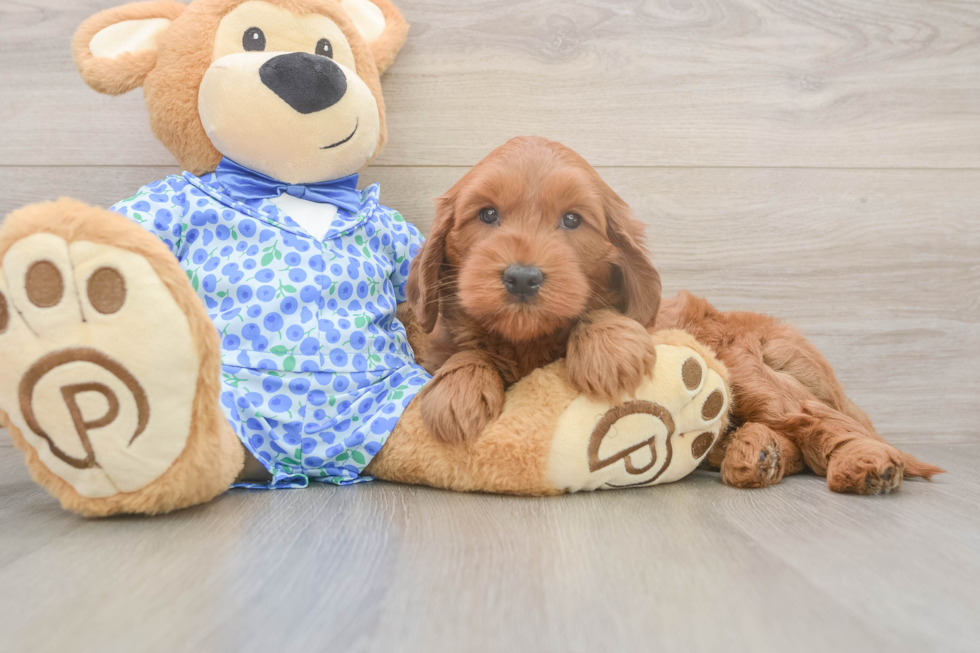 Mini Goldendoodle Pup Being Cute