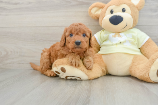 Mini Goldendoodle Pup Being Cute