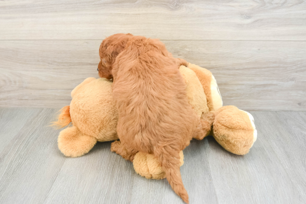 Small Mini Goldendoodle Baby