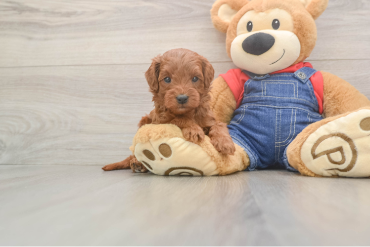 Petite Mini Goldendoodle Poodle Mix Pup