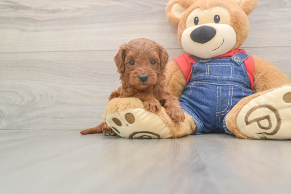 Petite Mini Goldendoodle Poodle Mix Pup