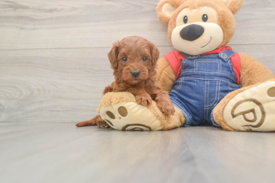 Petite Mini Goldendoodle Poodle Mix Pup