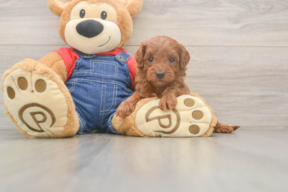 Mini Goldendoodle Pup Being Cute