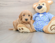 7 week old Mini Goldendoodle Puppy For Sale - Premier Pups