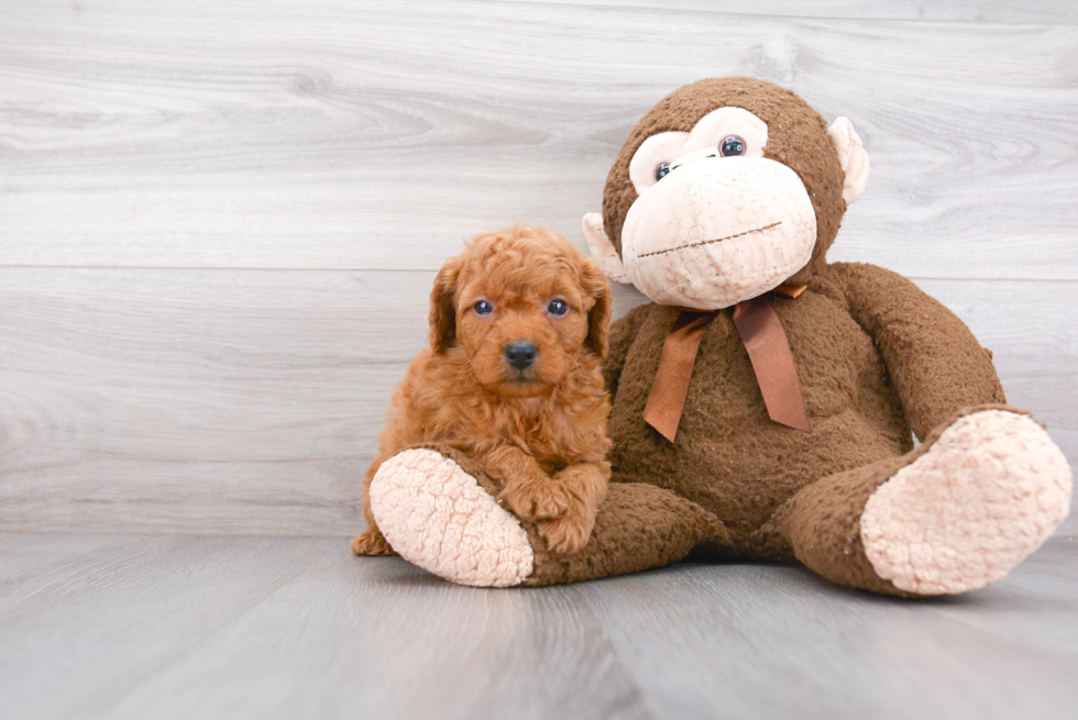 Mini Goldendoodle Puppy for Adoption