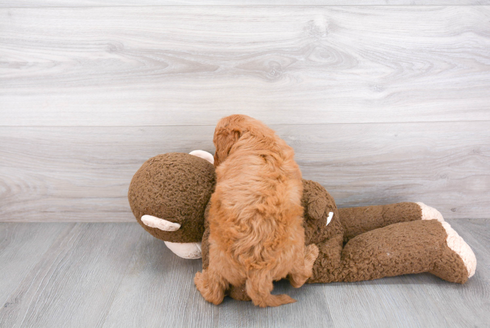 Adorable Golden Retriever Poodle Mix Puppy