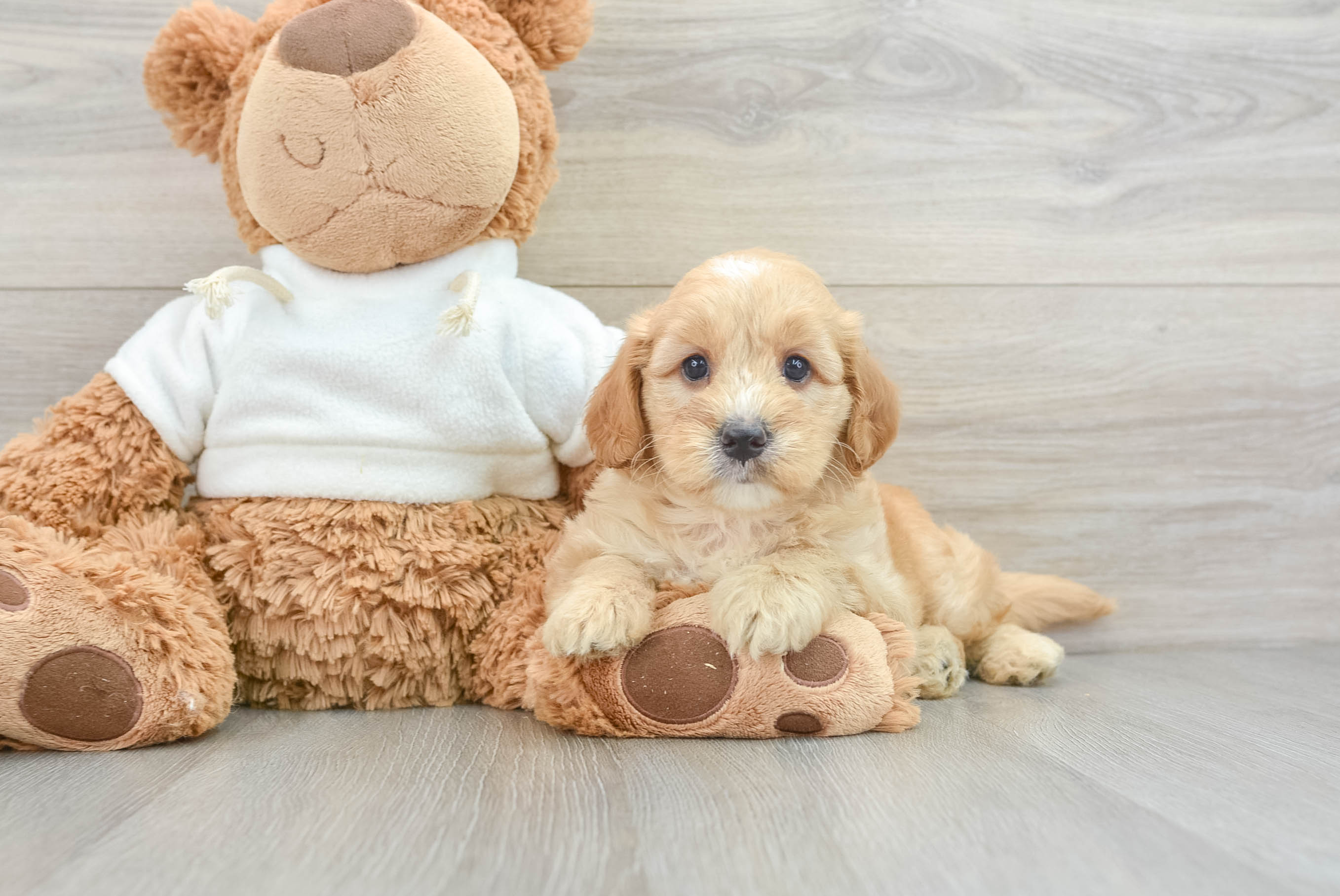 Playful Mini Groodle Poodle Mix Puppy