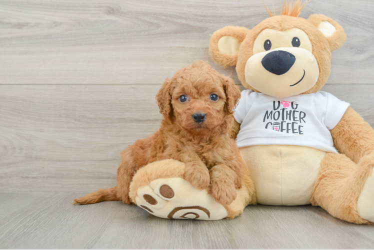 Mini Goldendoodle Pup Being Cute