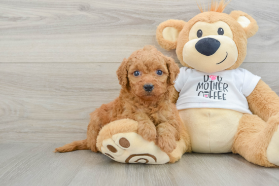 Mini Goldendoodle Pup Being Cute