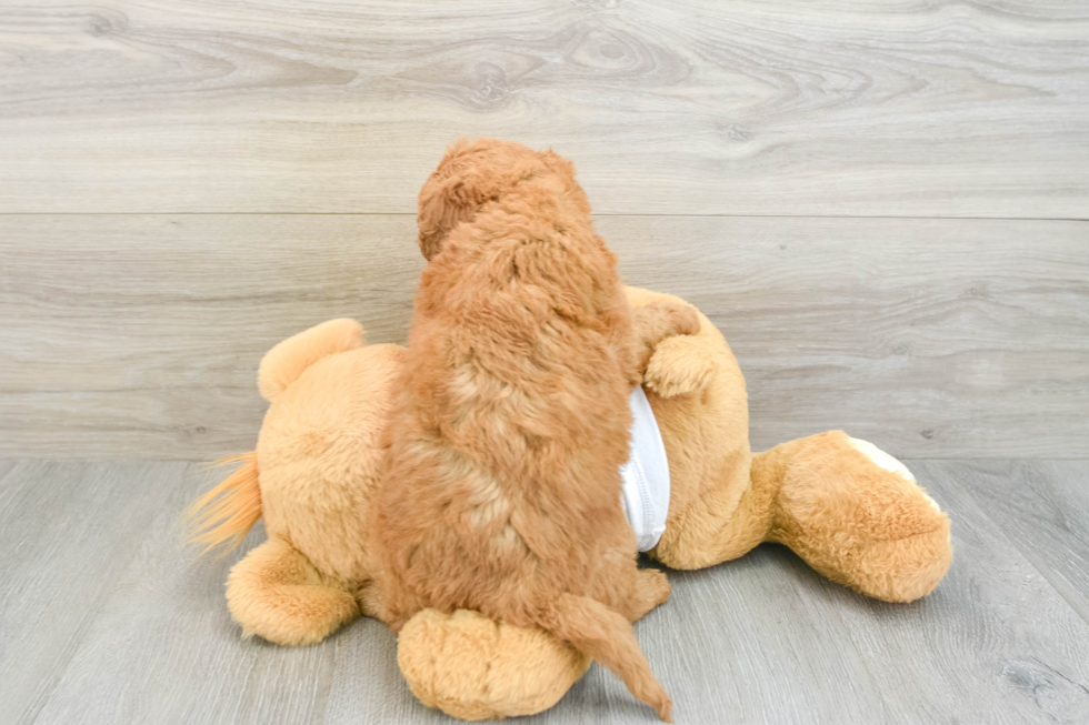 Best Mini Goldendoodle Baby