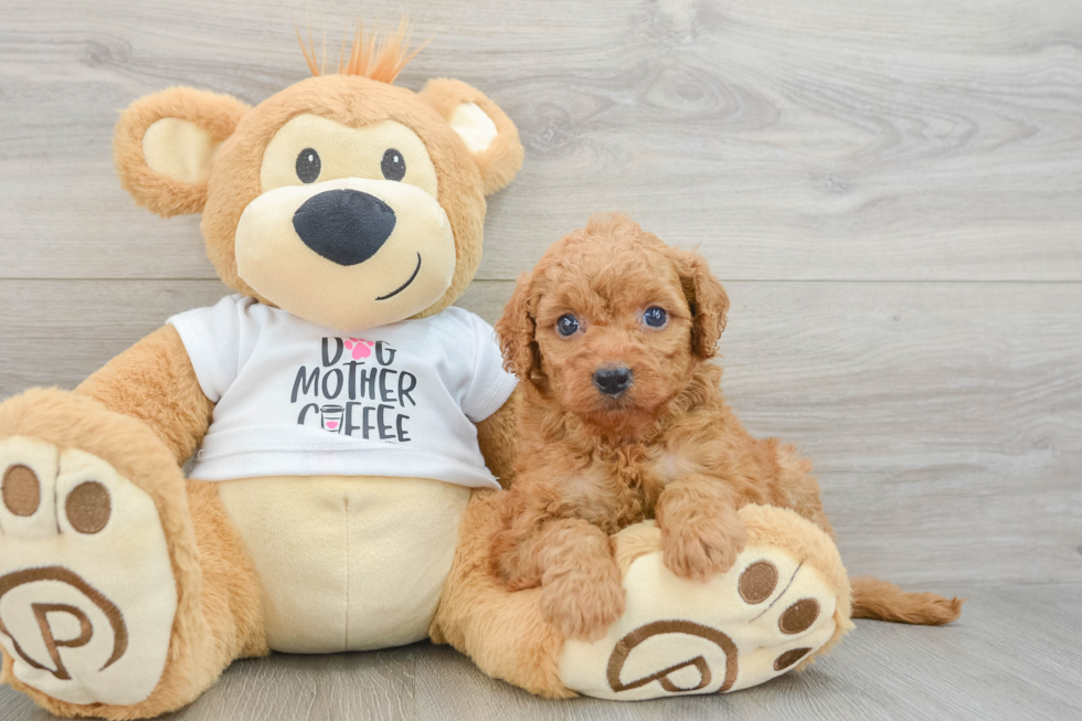 Small Mini Goldendoodle Baby