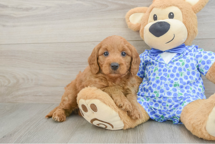 Hypoallergenic Mini Goldiepoo Poodle Mix Puppy