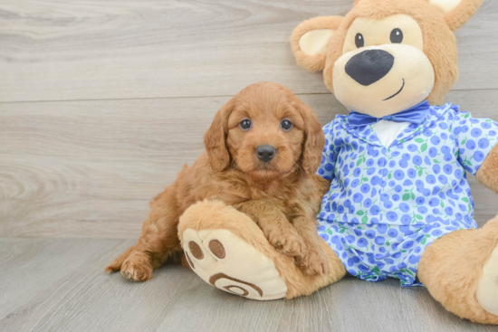 Hypoallergenic Mini Goldiepoo Poodle Mix Puppy