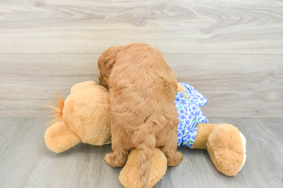 Fluffy Mini Goldendoodle Poodle Mix Pup