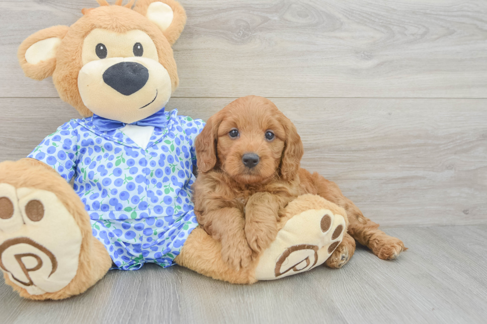 Cute Mini Goldendoodle Baby