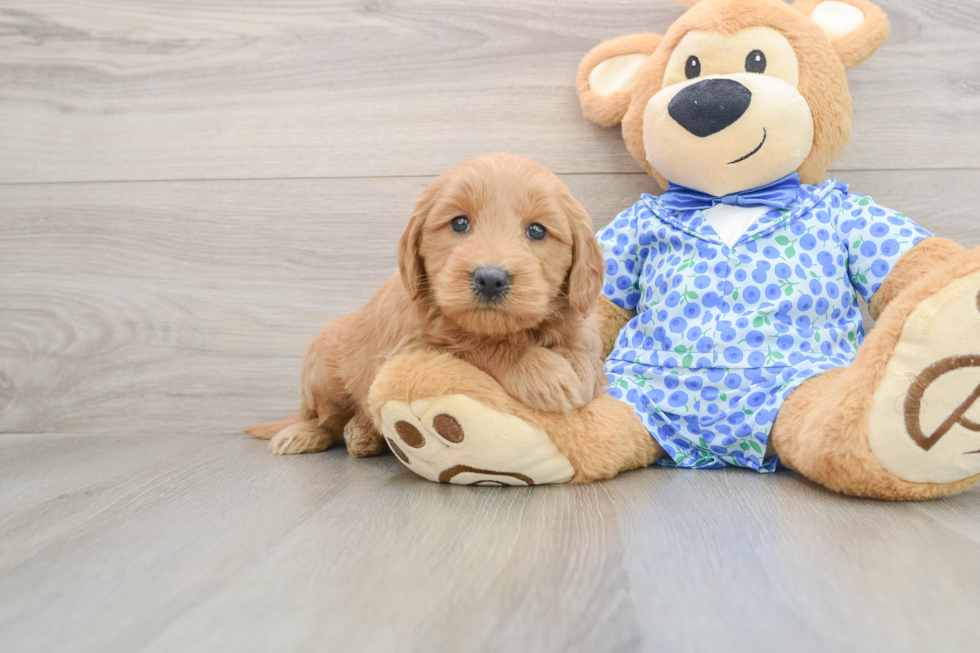 Mini Goldendoodle Puppy for Adoption