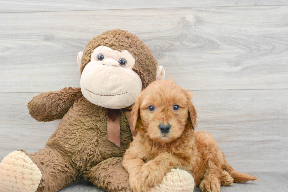 Playful Golden Retriever Poodle Mix Puppy