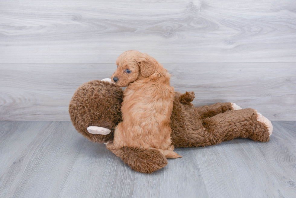 Best Mini Goldendoodle Baby
