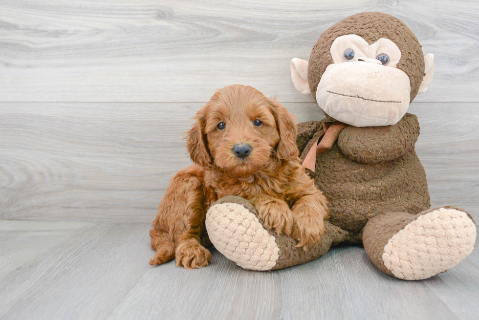 Fluffy Mini Goldendoodle Poodle Mix Pup
