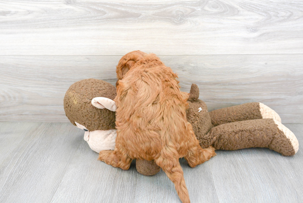 Mini Goldendoodle Puppy for Adoption
