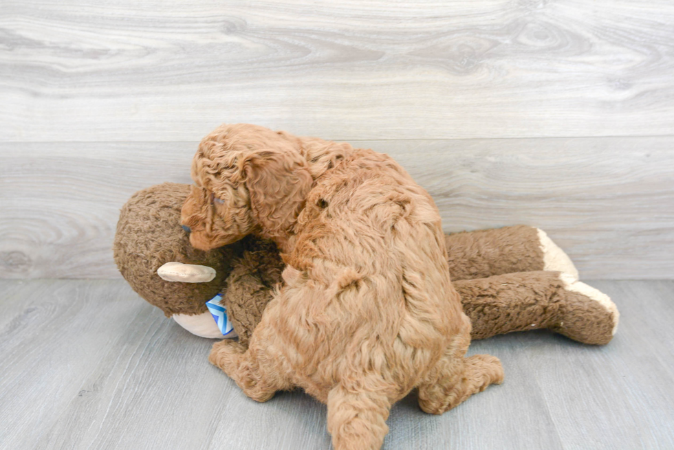 Funny Mini Goldendoodle Poodle Mix Pup