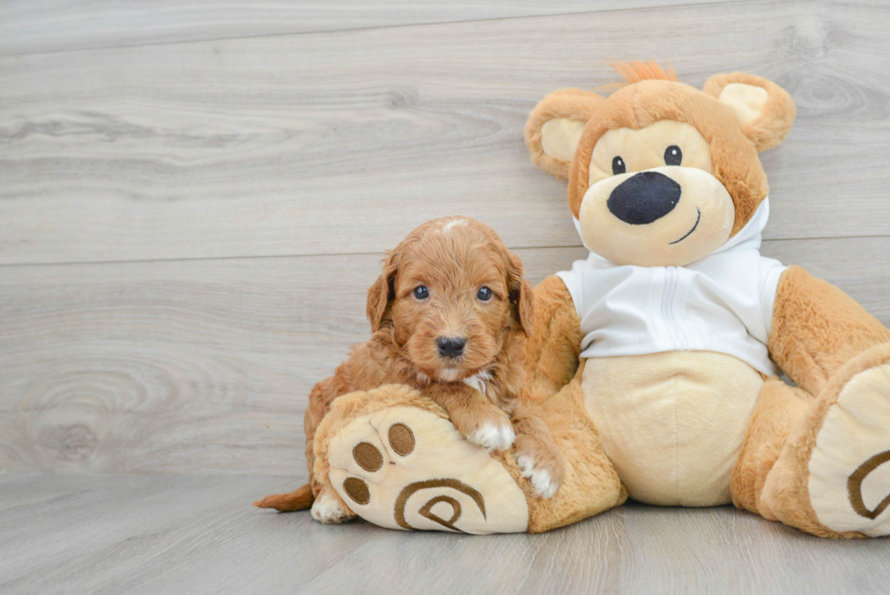 Funny Mini Goldendoodle Poodle Mix Pup