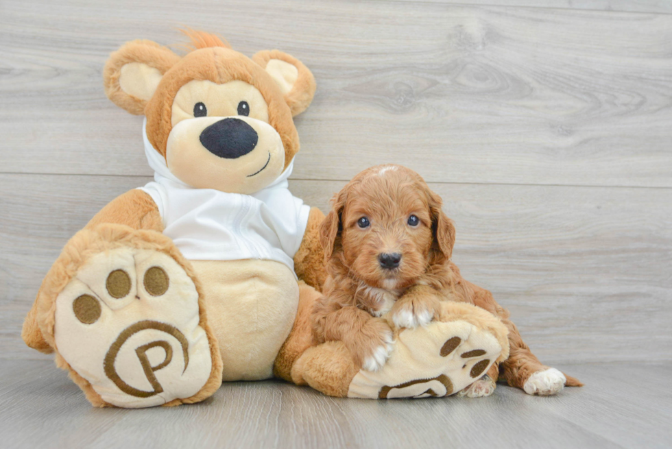 Smart Mini Goldendoodle Poodle Mix Pup