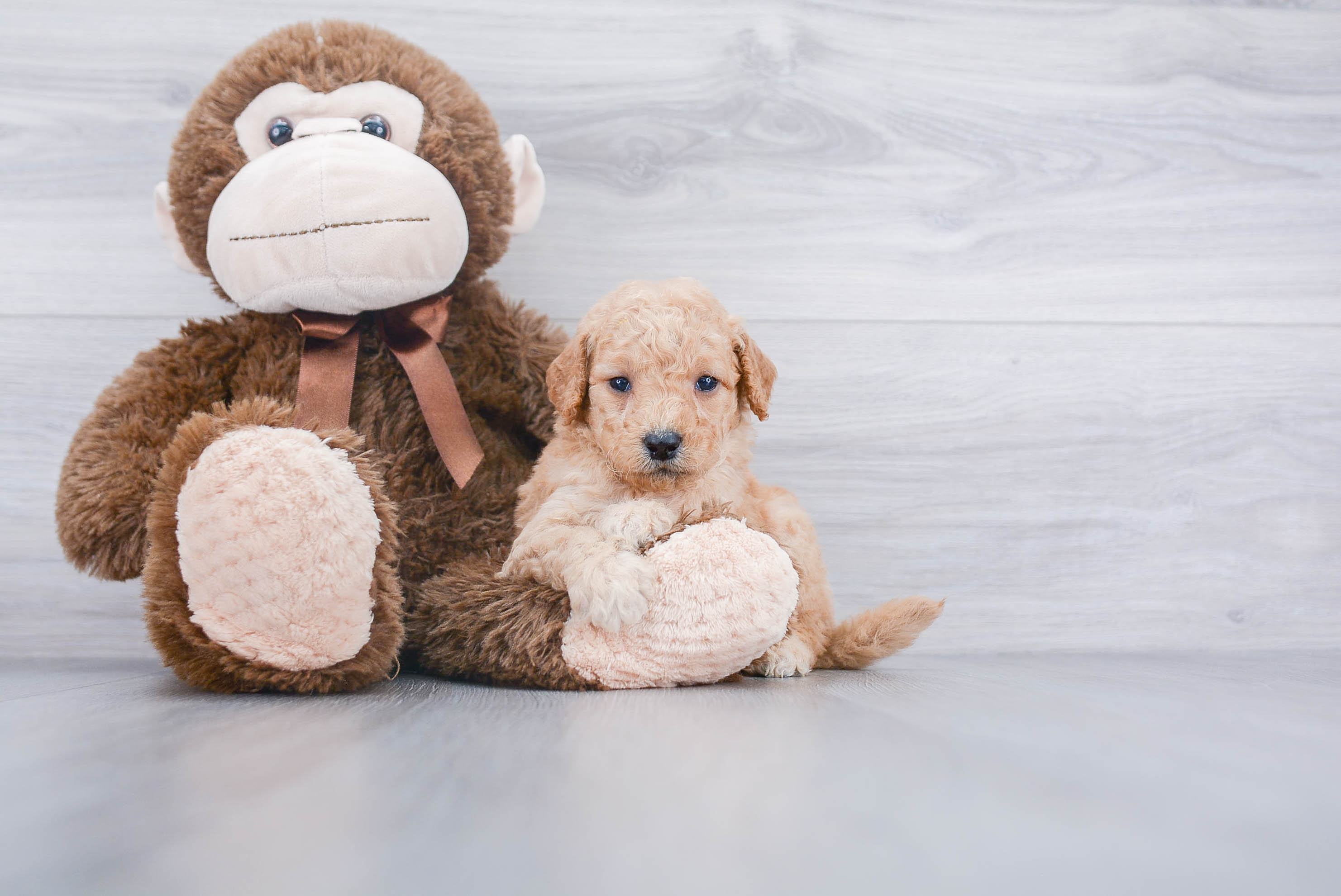 Mini Goldendoodle Puppy for Adoption
