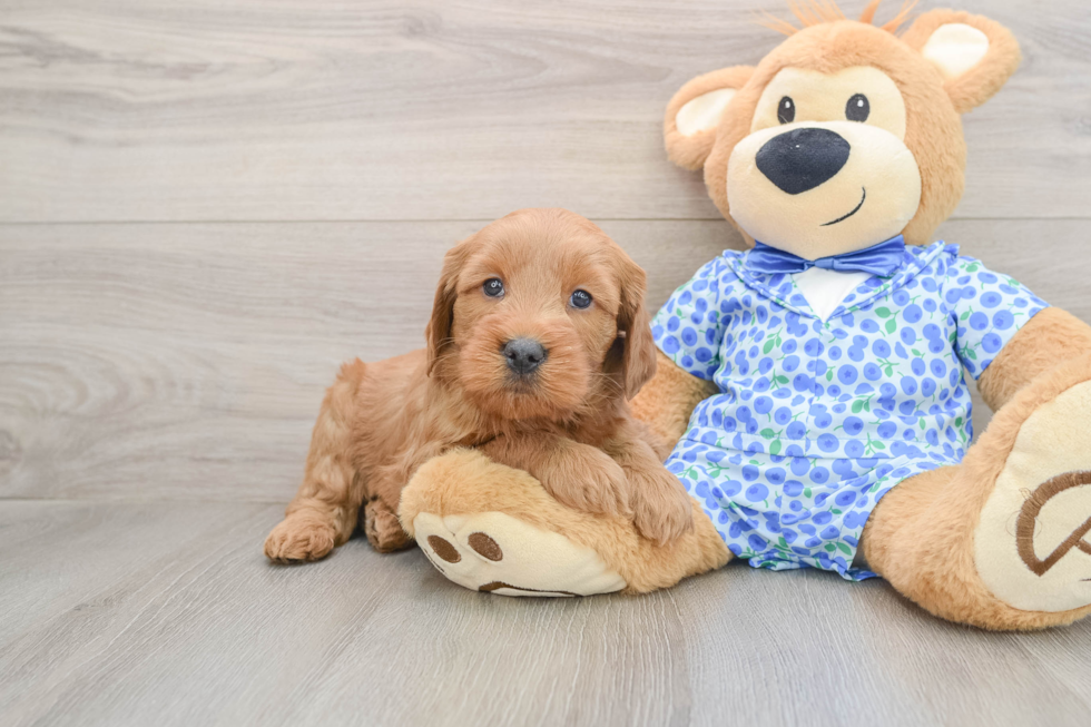 Mini Goldendoodle Pup Being Cute