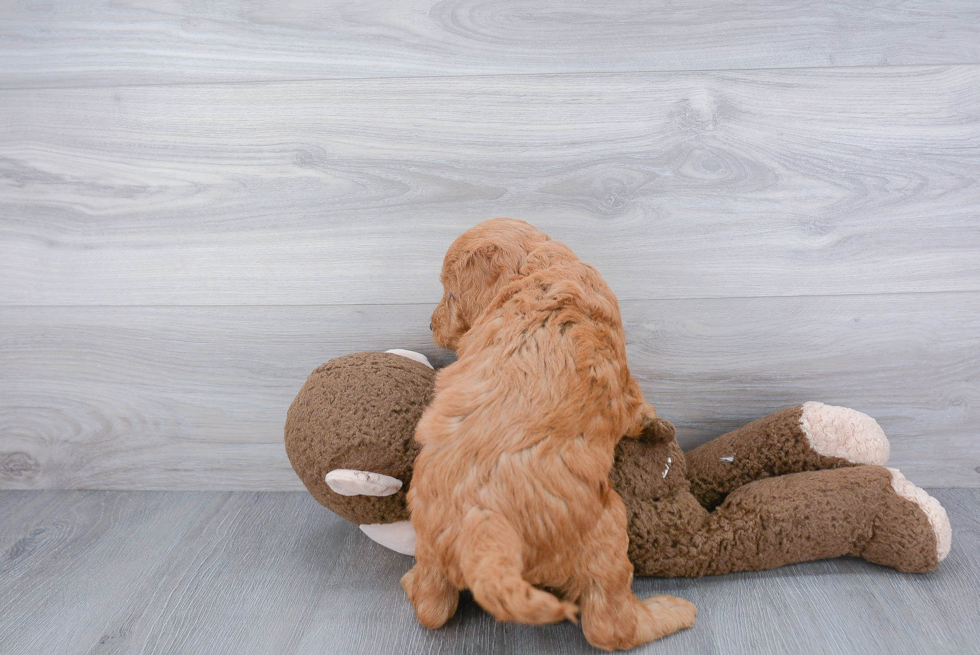 Best Mini Goldendoodle Baby