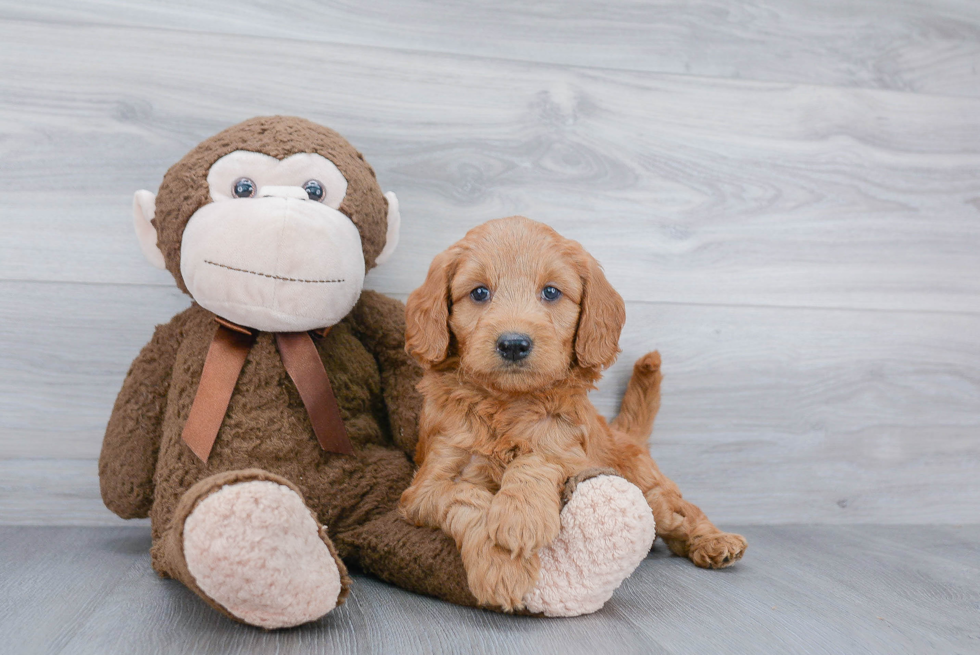 Little Golden Retriever Poodle Mix Puppy