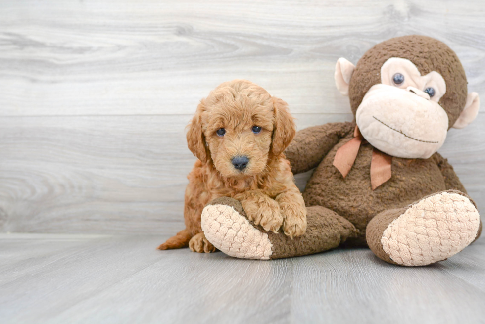Funny Mini Goldendoodle Poodle Mix Pup