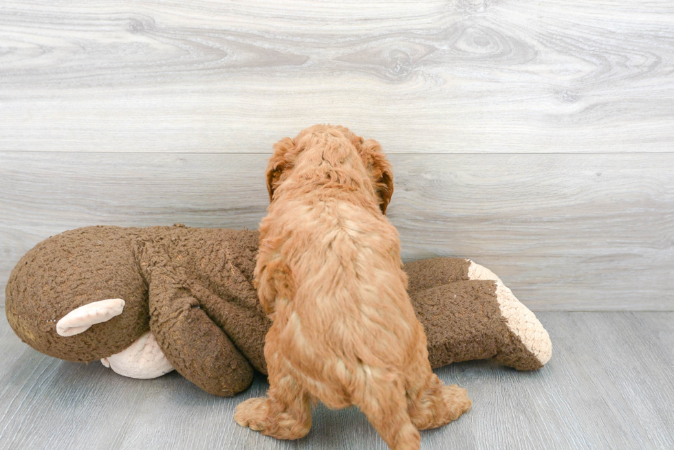 Energetic Golden Retriever Poodle Mix Puppy